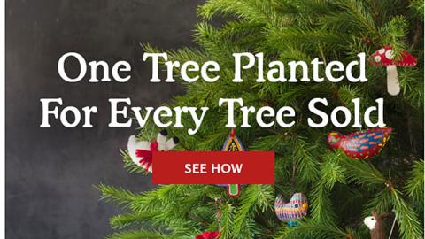 Whole Foods 'One Tree Planted' Email