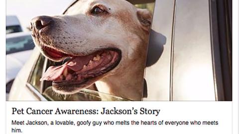 Petco 'Pet Cancer Awareness' Facebook Update