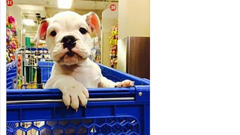 PetSmart 'Puppy Palooza' Facebook Update
