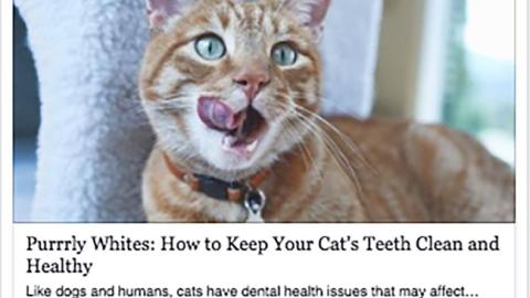 Petco 'Your Cat's Dental Health' Facebook Update